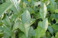 蓝山苦茶