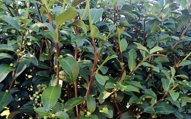 坦洋莱茶.jpg 坦洋莱茶.jpg