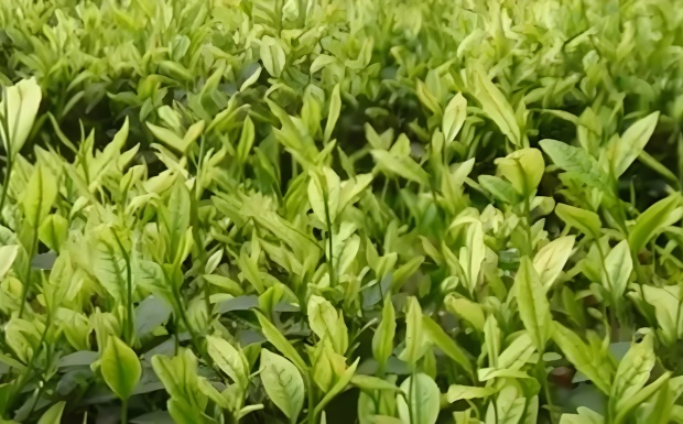 安溪白茶.jpg 安溪白茶.jpg
