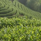 武夷莱茶