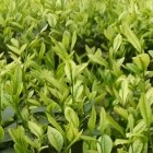 安溪白茶