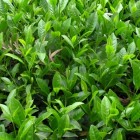 早黄茶