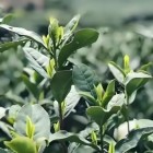 早青茶