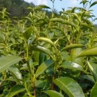 天台种