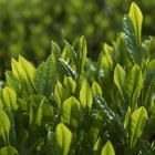 上虞龙山种