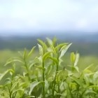 庆丰