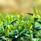 鹤苔早