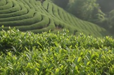 武夷莱茶