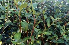 坦洋莱茶