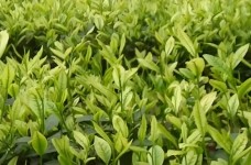 安溪白茶