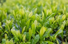 慧明茶