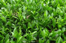 早黄茶