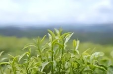 庆丰
