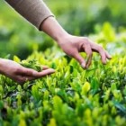 蒿香茶