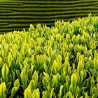 银猴茶