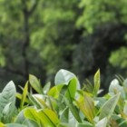 台茶15号