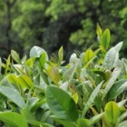 台茶14号