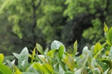 台茶15号