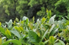 台茶14号
