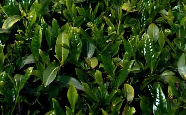 香山早1号.jpg 香山早1号.jpg