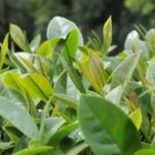台茶11号