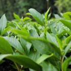 台茶10号