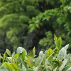 台茶9号
