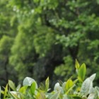 台茶6号