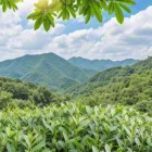 佛香1号