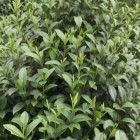 云抗27号
