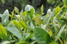 台茶11号