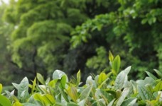 台茶9号
