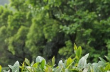 台茶6号