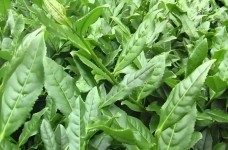 北川苔子茶