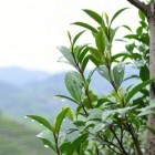 名山早