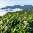 罗汉1号