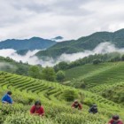 鲁茶1号