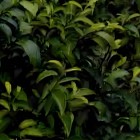 苏茶早
