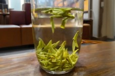 什么是乌牛早茶