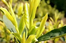 黄金芽茶树