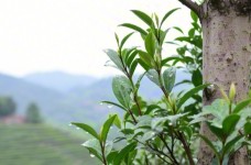 名山早
