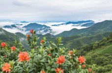 名山早311