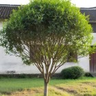 湘波绿2号