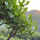 福丰