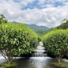 安茗早