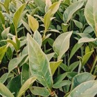鄂茶11号
