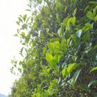 鄂茶9号