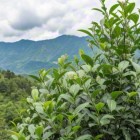 桂热1号