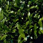 杏仁茶