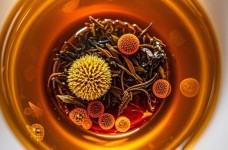 乌龙茶风味因子的形成过程是什么